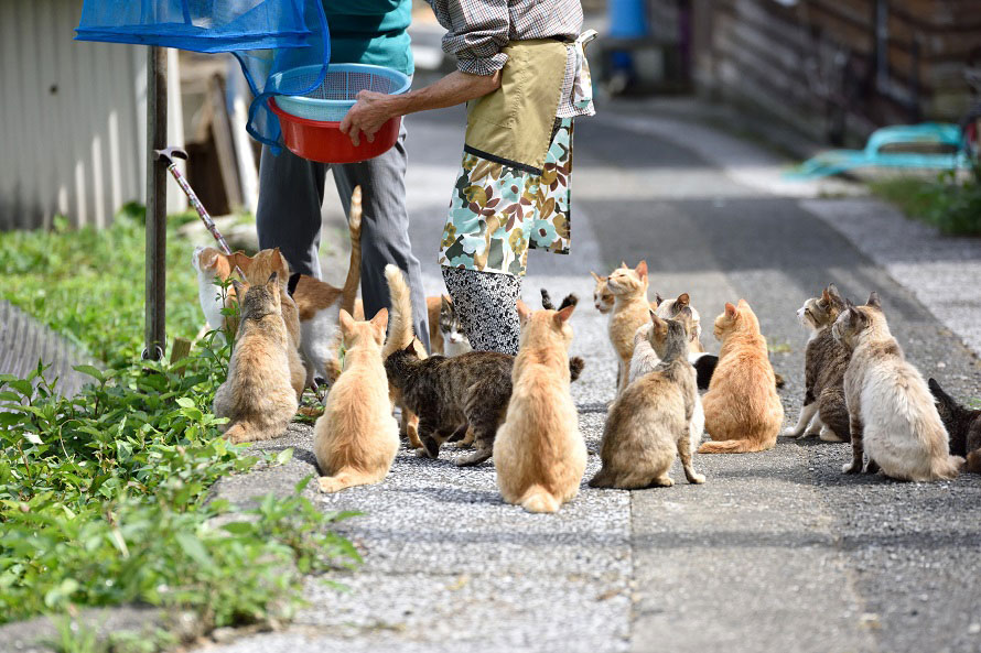 住民より猫の数が多い！猫の島と呼ばれる楽園「深島」へドライブ 大分県佐伯市蒲江 | トヨタ自動車のクルマ情報サイト‐GAZOO