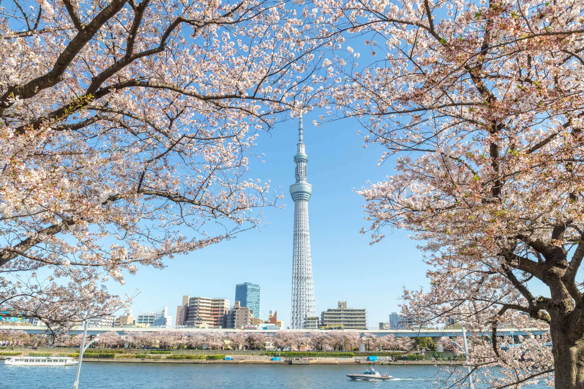 tokyo_sky_tree_and_cherry_blossoms.jpg