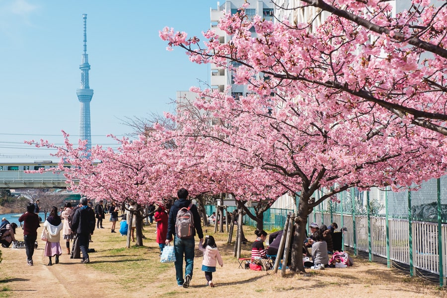 kawazu-cherry-blossoms-of-kyu-nakagawa-river-in-2019-6.jpg