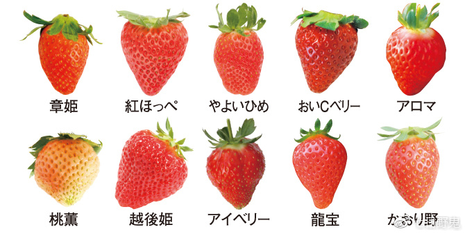 日本草莓部分品种