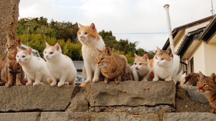 现在都流行去离岛看猫子兔子猴子啦 | 日本动物岛全攻略