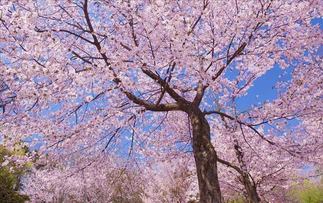 错过了3月樱花?北海道追晚樱人气景点5选